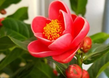 Hoa hải đường là hoa gì