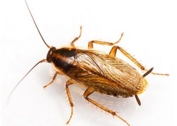 Gián cảnh