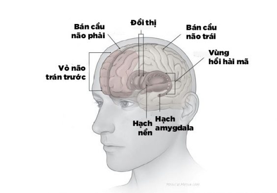 Điều gì xảy ra bên trong não bộ khi bạn bị trầm cảm 2