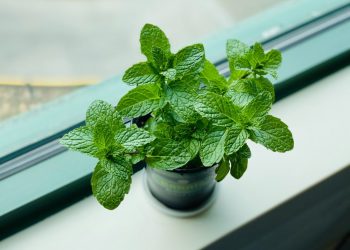 cây bạc hà giúp đuổi muỗi