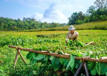 Bỏ phố về rừng