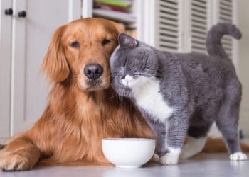 Khác biệt giữa chó và mèo