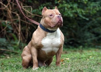 chó pitbull