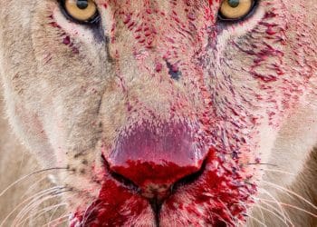 Chân dung động vật