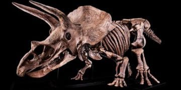 hóa thạch khủng long