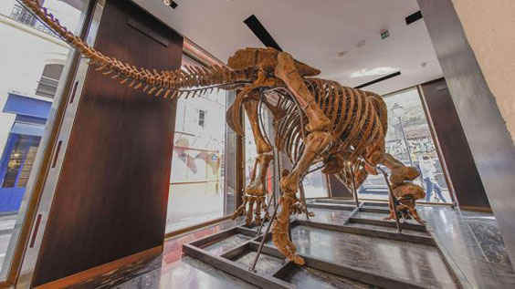 sưu tầm hóa thạch khủng long