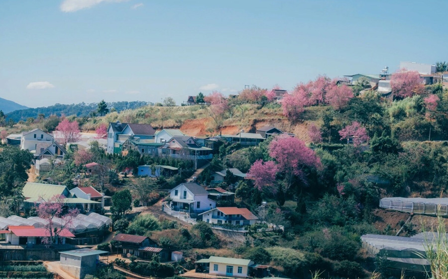 Hoa mai anh đào đà lạt