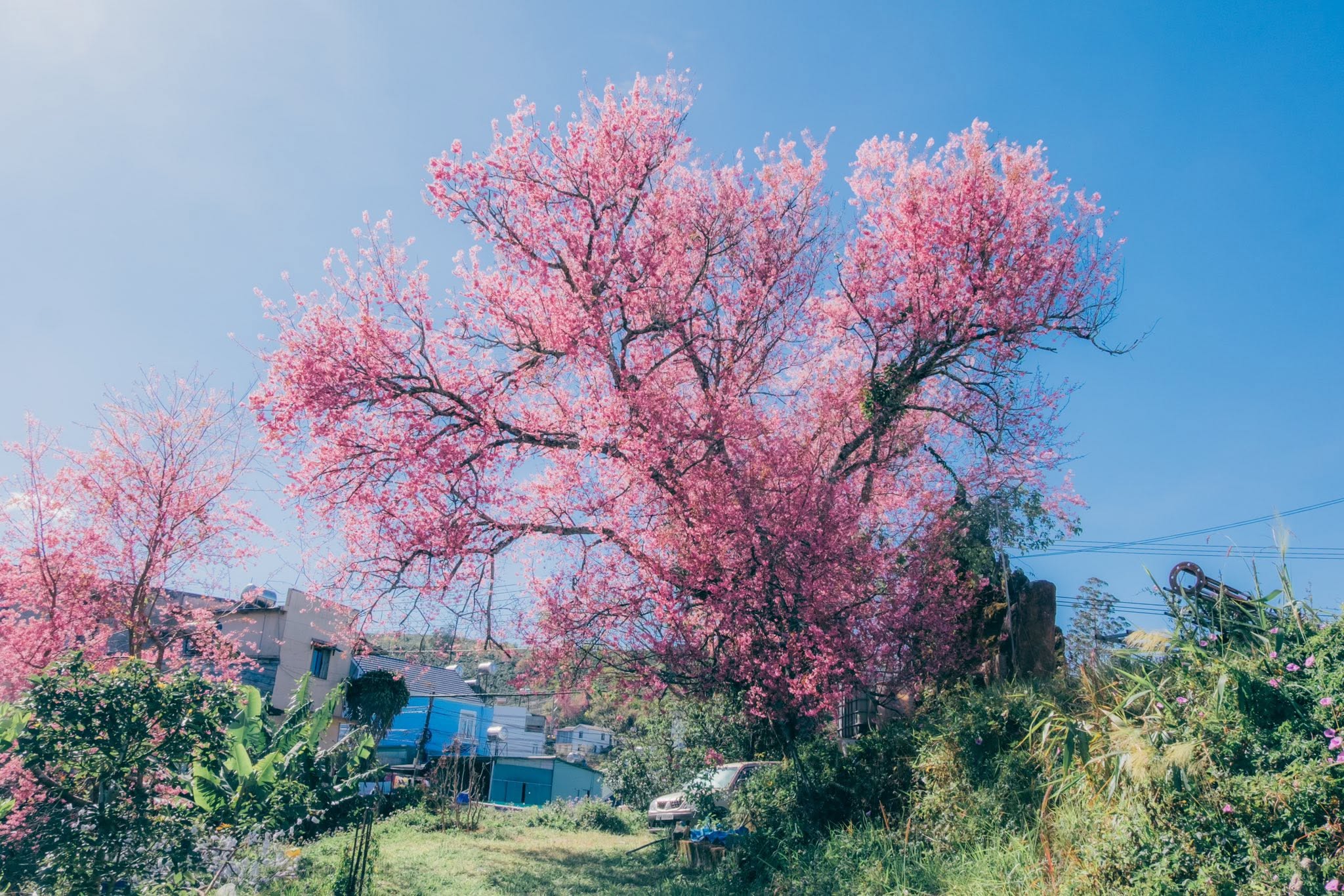 Hoa mai anh đào đà lạt
